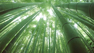 竹林- 