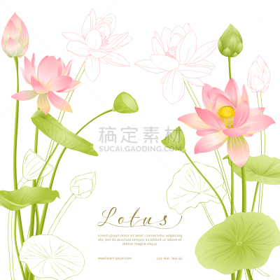 结婚请柬,荷花,模板,华丽的,印度草医学,植物群,婚礼,自然美,春天,莲花