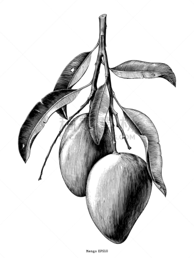 芒果,剪贴画,分离着色,枝,动物手,清新,环境,食品,复古,绘制