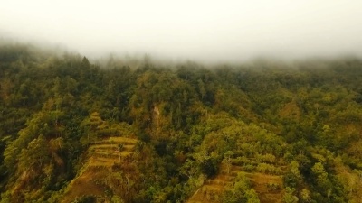 云中的雨林，印度尼西亚巴厘岛