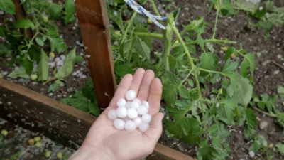 花园里被冰雹破坏的番茄生长