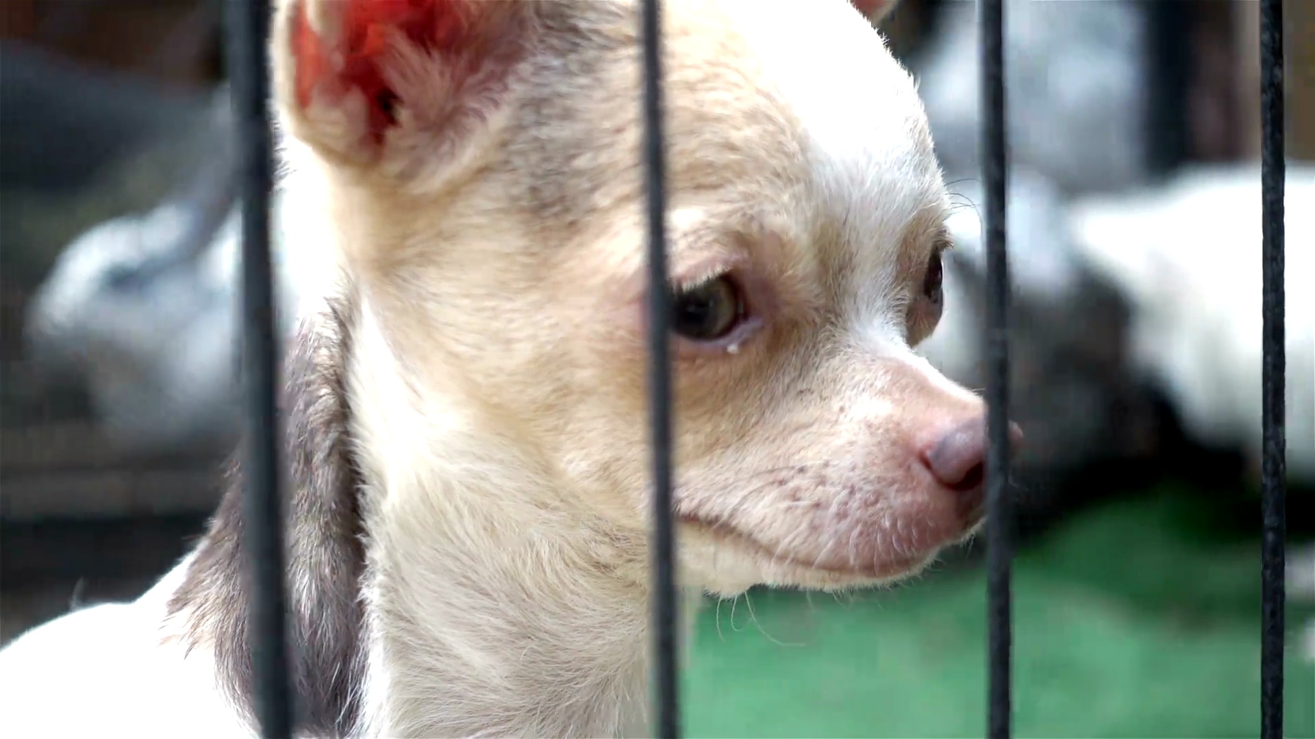 笼中吉娃娃犬的特写头部