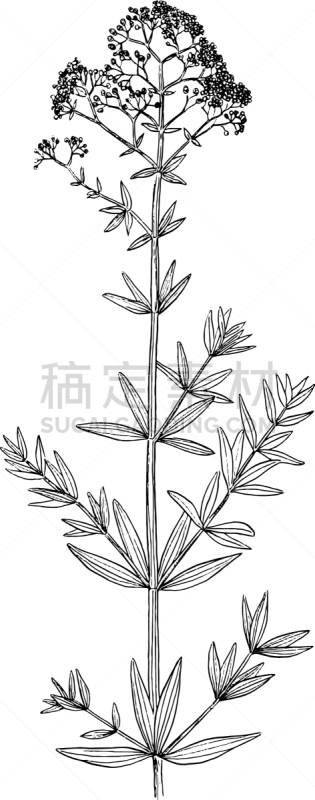 植物学,分离着色,有机食品,自然,草本,图像,植物群,矢量,绘制,复古