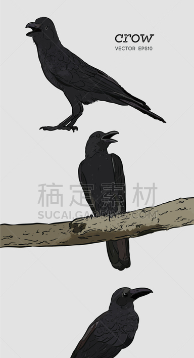 乌鸦,高雅,动物手,暗色,野生动物,翅膀,自然美,绘制,坐