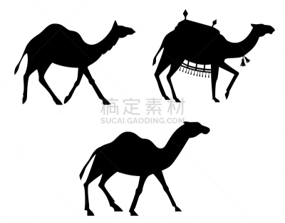 骆驼,分离着色,白色,自然,人,游牧民族,野生动物,图像,驼峰,哺乳纲
