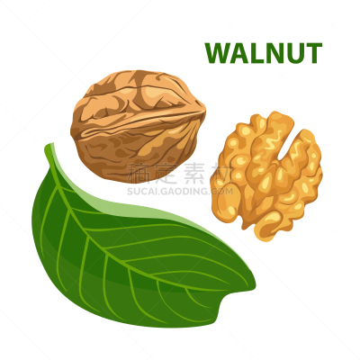 绘画插图,卡通,胡桃,叶子,矢量,分离着色,标签,白色背景,设计,打包