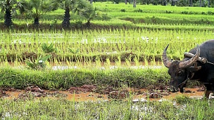 亚洲的稻田农夫用传统的方式由他的水牛耕种稻田，为雨季做准备