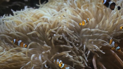 小丑银环鱼(Amphiprion Ocellaris)
