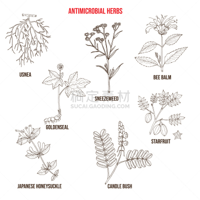 set antimicrobial herbs