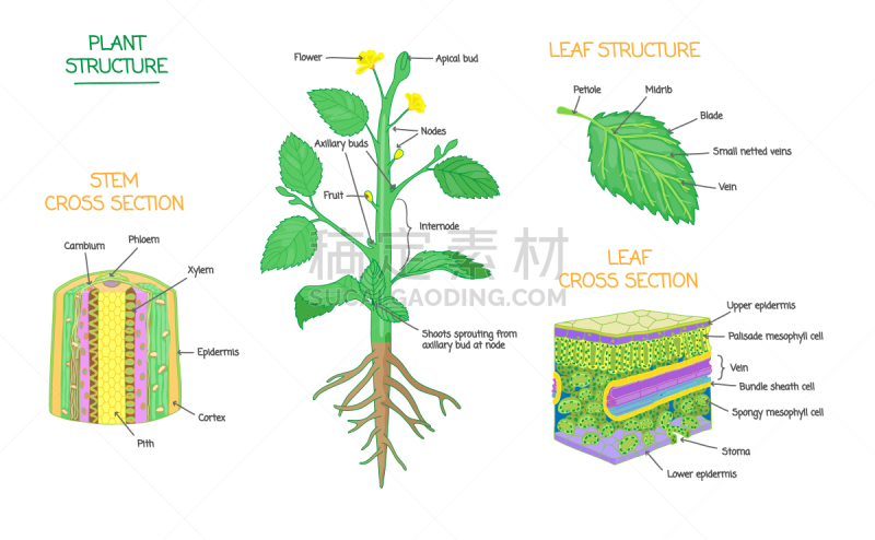 生物学,植物,图表,植物学,建筑结构,横截面,微生物学,显微镜,拉脱维亚,叶肉