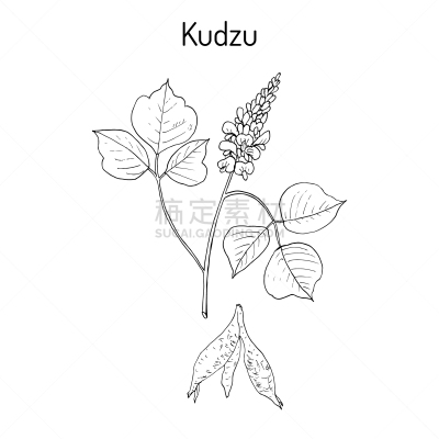葛根,野葛,草药,茶,亚洲,饮料,季节,防晒霜