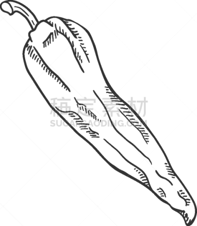 sketch capsicum pepper