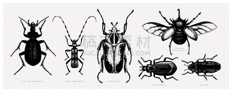 甲虫,鸡尾酒,生物学,歌利亚甲壳虫,背景分离,野生动物,复古风格,翅膀,圣甲虫,动物