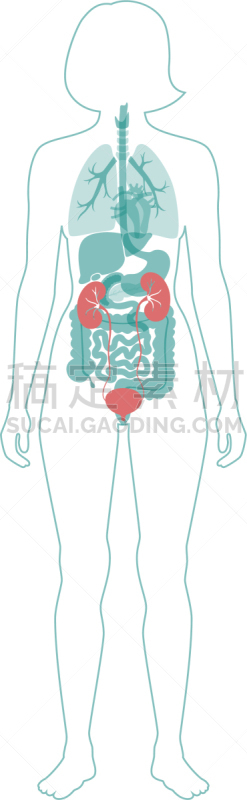 肾脏,顺序,生物学,健康保健,门诊部,模板,女人,透析过滤器,科学