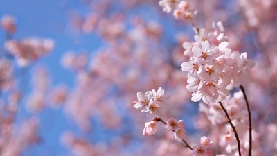 樱花映衬着蓝天。