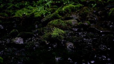 雨中美丽的小溪，石头覆盖着绿色的苔藓