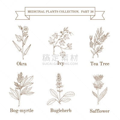 健康保健,草本,动物手,生物学,白色,自然,草红花,收集,复古,绘制