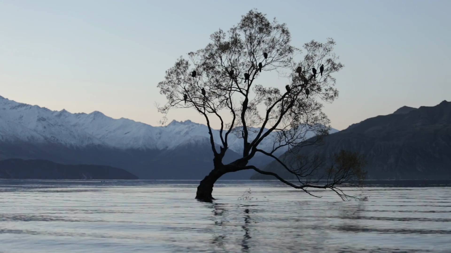 Wanaka Tree，Wanaka湖日落时分，新西兰