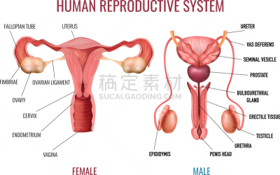人,顺序,人类的生殖器官,子宫颈,男人,女人,华丽的,写实,收集