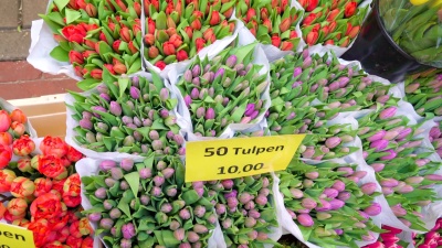 花卉市场中郁金香花卉的俯视