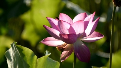 莲花与蜜蜂授粉池塘高清视频