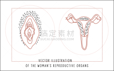 生理学,女性生殖系统,卵巢,黄体酮,女人,女孩,概念,女强人,科学
