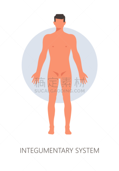 皮肤,顺序,羽绒被,真皮层,头发,健美身材,人,皮下的,材料