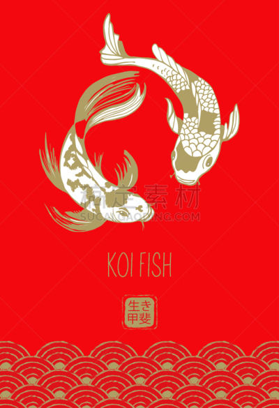 鲤鱼,锦鲤,绘画插图,日本,鱼类,矢量,红色背景,传统,背景分离,食品