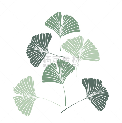 叶子,银杏,分离着色,白色,自然,顺势医学,草本,图像,植物群,枝
