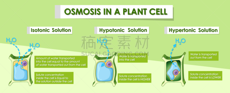 Diagram showing osmosis in plant cell