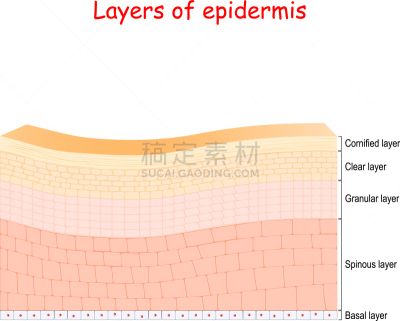 多层效果,皮肤,细胞结构,生物学,健康保健,人,Spinosum,基础的，基本的,图表