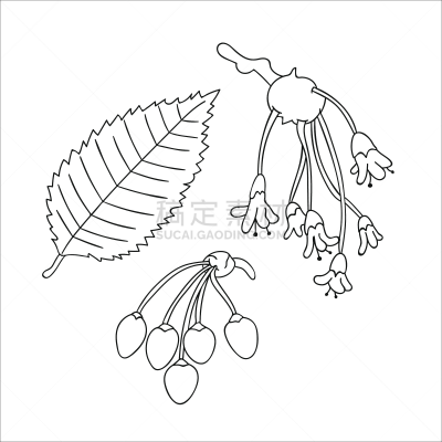 植物学,榆树,绘画插图,矢量,钥匙,剪贴画,水果,叶子,化学元素周期表,分离着色