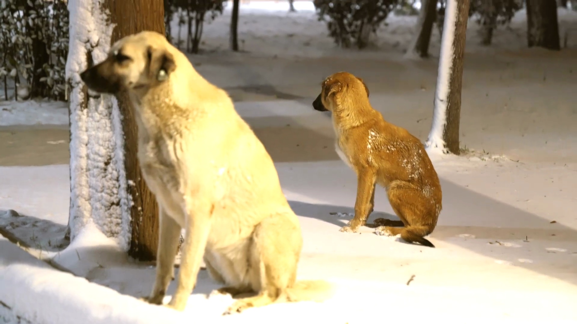 被遗弃的狗在冰天雪地的公园里受冻