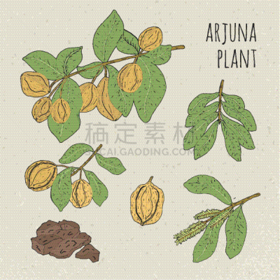 健康保健,印度草医学,植物群,植物学,生物学,素食,药,环境,树,复古