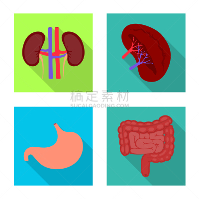 健康保健,人,符号,酸,生物学,植物群,空肠,阴影,科学,研究