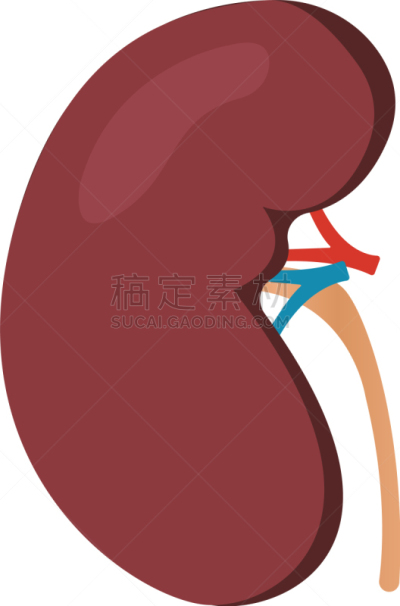 白色,分离着色,生理学,人类肾脏,与摄影有关的场景,生物学,健康保健,人,生病