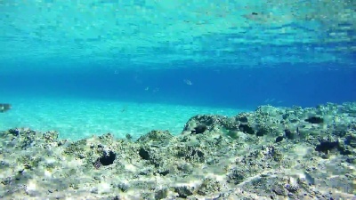 红海水下珊瑚礁上的五颜六色的热带鱼