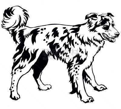 华丽的,狗,边境牧羊犬,注视镜头,可爱的,纯种犬,摆拍,肖像,哺乳纲,站