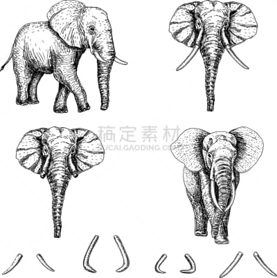 象,草图,图标集,野生动物,铅笔,象鼻虫,动物,长牙,小象,复古