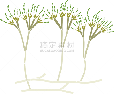 白色背景,菌丝,青霉菌,孢子,分生孢子,建造物,分离着色,生物学,微生物学,背景分离