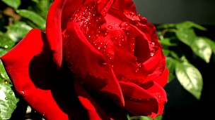 慢动作特写 雨后，红玫瑰上的水滴在阳光下闪闪发光