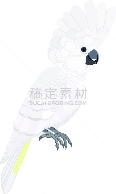 白伞膜凤头鹦鹉,澳大利亚,鸟类,矢量,背景分离,热带气候,野生动物,环境,翅膀,动物