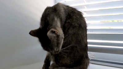 有趣可爱的猫在家里，室内宠物