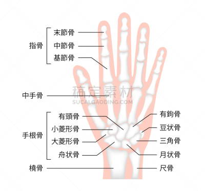 绘画插图,日本,矢量,手部骨骼,生物学,有序,健康保健,部分,背景分离