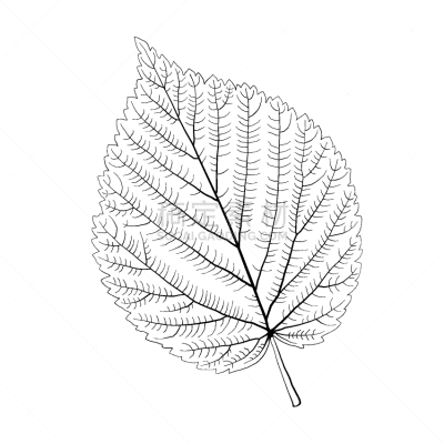 分离着色,叶子,白桦,单色调,轮廓,白色,华丽的,环境,图像,矢量