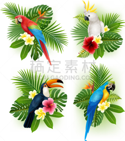 鸟类,热带的花,华丽的,野生动物,干酪藤,巨嘴鸟,自然美,动物,收集,布置
