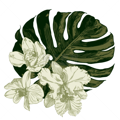 兰花,棕榈叶,华丽的,背景分离,洋兰,复古风格,古典式,钢笔画,背景,夏天