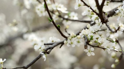 梅花