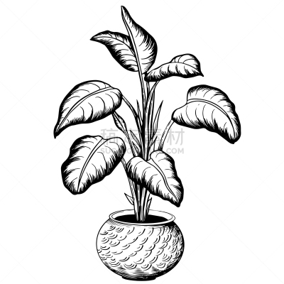 花盆,室内植物,鸡尾酒,一个物体,背景分离,法国,热带气候,环境,枝繁叶茂,园林