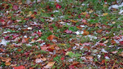 西伯利亚秋末初冬大雪下的红叶全景视频